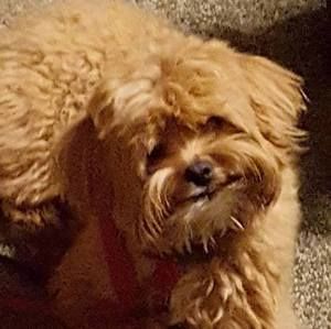 Meet your Posher, Randean